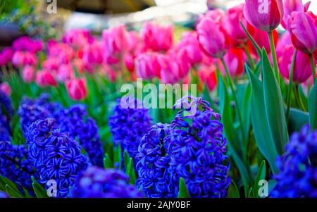 Tulipani e giacinti sulla natura reflex di sfondo Foto Stock