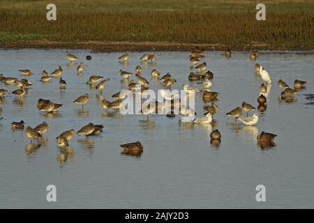 Nero tailed godwits, nero guidato i gabbiani in inverno e pluamge mestolone anatre. In autunno la migrazione in Norfolk, garzetta Foto Stock