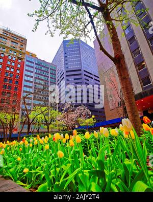 Bianco e tulipani gialli che fiorisce in Midtown Manhattan reflex Foto Stock