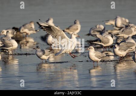 Testa nera Gabbiani in inverno piumaggio, lavaggio a Deepdale Marsh Norfolk Foto Stock