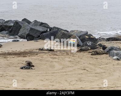 Le foche grigie da stone groyne a Horsey beach Norfolk Foto Stock