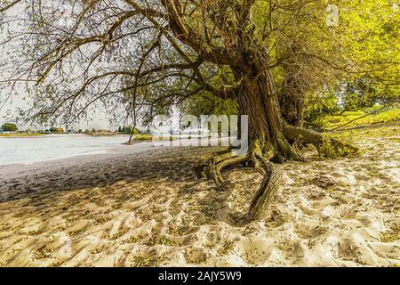 Full-cresciute willow tree olandese sul lungofiume del fiume Waal con radici esposte a causa di alta marea e veloce-fluente fiume lavato via il sottosuolo Foto Stock