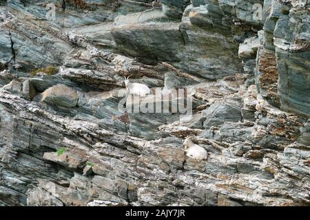 Due delle capre di montagna su un inaccessibile scogliera in Galles, nel Regno Unito in una giornata di sole in estate Foto Stock