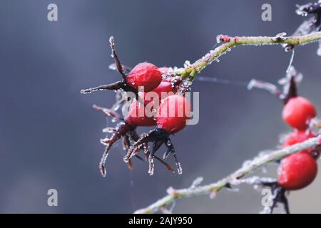 Red Rose hips coperto di brina sulla fredda giornata invernale Foto Stock