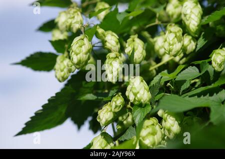 Wild green il luppolo (Humulus lupulus) in un bosco vicino a Kiev, Ucraina. Closeup shot contro il cielo blu Foto Stock