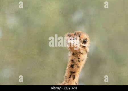 Testa di una giovane africana struzzo in Sud Africa Foto Stock