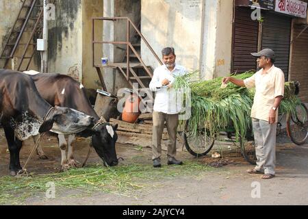 Scena di strada dell'uomo acquisto di foraggi per l'alimentazione " santo " Vacche nel vecchio Ahmedabad, Gujarat, India Foto Stock