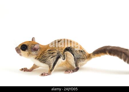 I Giavanesi scoiattolo battenti (Iomys horsfieldii) è una specie di roditore nella famiglia Sciuridae. Isolato su sfondo bianco Foto Stock