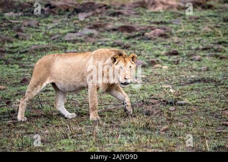 I capretti maschio di leone nella luce della sera camminando su un colle roccioso nel Masi Mara, Kenya Foto Stock