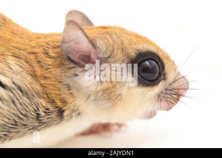 I Giavanesi scoiattolo battenti (Iomys horsfieldii) è una specie di roditore nella famiglia Sciuridae. Isolato su sfondo bianco Foto Stock