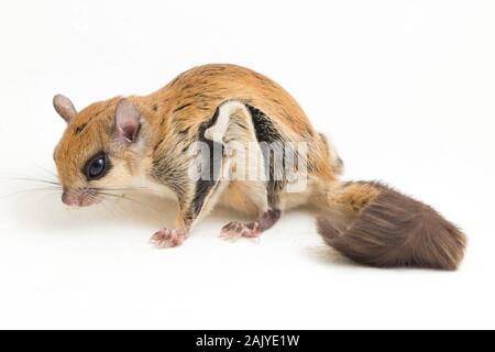 I Giavanesi scoiattolo battenti (Iomys horsfieldii) è una specie di roditore nella famiglia Sciuridae. Isolato su sfondo bianco Foto Stock