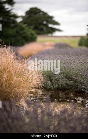 Vista sui giardini che mostrano cespugli di lavanda, con prati e alberi in lontananza - giardino di campagna britannico Foto Stock