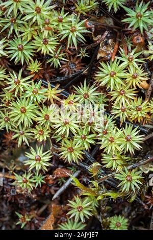 Il ginepro haircap moss (Polytrichnum juniperinum) nel Parco Nazionale di Cairngorms. Foto Stock