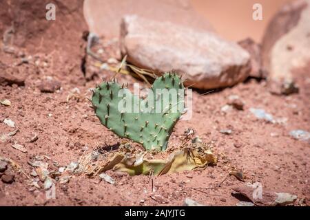 Incantevole, a forma di cuore cactus sul terreno di un deserto Foto Stock