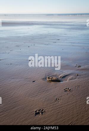 La zampa del cane stampa dopo una passeggiata con il cane nella sabbia di Saunton Sands Beach nel Devon del Nord Foto Stock