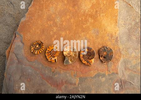 Ammoniti fossili di conchiglie sulla pietra. Oggetto naturale ancora vita fotografia. Foto Stock