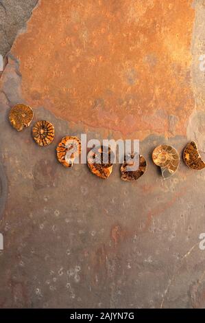 Ammoniti fossili di conchiglie sulla pietra. Oggetto naturale ancora vita fotografia. Foto Stock