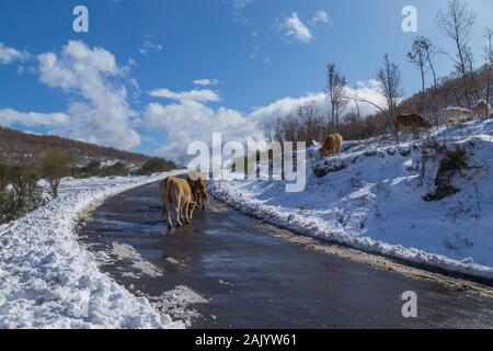 Le mucche in montagna con la neve di Sanabria, vicino al lago, Castilla y Leon, Spagna Foto Stock