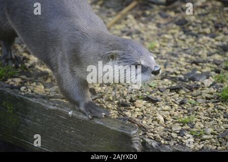 Lontra Foto Stock