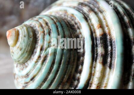 Macrofotografia di guscio vuoto di un turbante verde lumaca, un gasteropode tropicale di acqua di mare Foto Stock