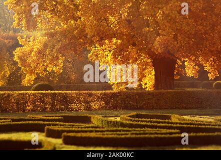 Platano (Platanus) nel giardino - nel setting autunno sole foglie colorate in oro Foto Stock