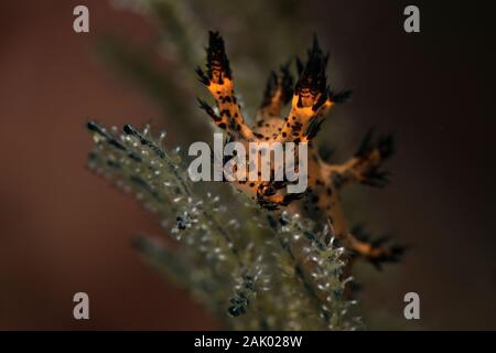 Nudibranch Dendronotus regius. Subacqueo fotografia macro da Anilao, Filippine Foto Stock