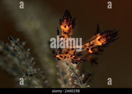 Nudibranch Dendronotus regius. Subacqueo fotografia macro da Anilao, Filippine Foto Stock