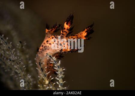 Nudibranch Dendronotus regius. Subacqueo fotografia macro da Anilao, Filippine Foto Stock