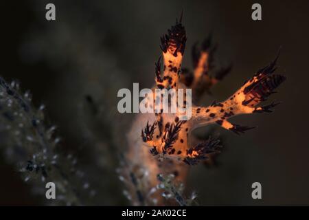 Nudibranch Dendronotus regius. Subacqueo fotografia macro da Anilao, Filippine Foto Stock