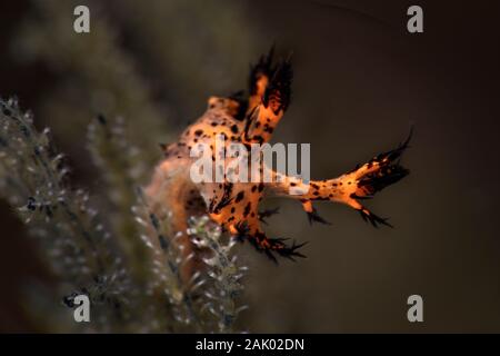 Nudibranch Dendronotus regius. Subacqueo fotografia macro da Anilao, Filippine Foto Stock