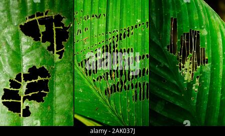 Leaf bite mark patterns causati da insetti mangiare le foglie e lasciando il veines nella foresta amazzonica in Perù Foto Stock