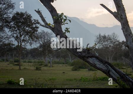 Bella vista degli alberi e il paesaggio lungo Masinagudi, Mudumalai National Park, Tamil Nadu - lo stato di Karnataka frontiera, India. Foto Stock