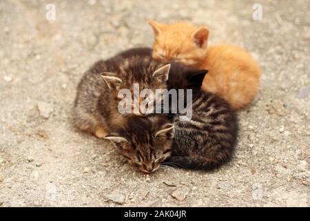 quattro gattini di colore diverso che dormono accoccolati insieme Foto Stock