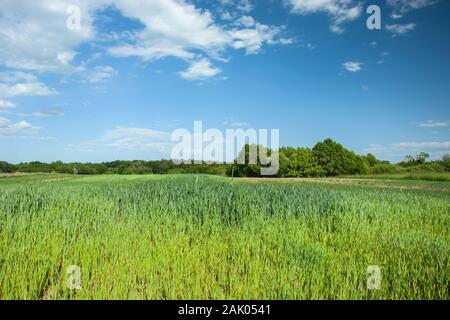 Green giovani cereale nel campo, foresta e nuvole bianche sul cielo blu Foto Stock