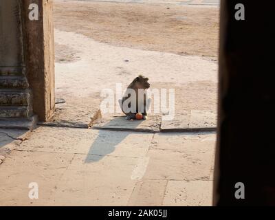 Una scimmia guarda lontano dopo aver mangiato alcune di un Apple all'ingresso di un edificio in Angkor Wat Foto Stock