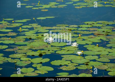 Flottante foglie verde e bianco fiori di loto sulla superficie dell'acqua Foto Stock