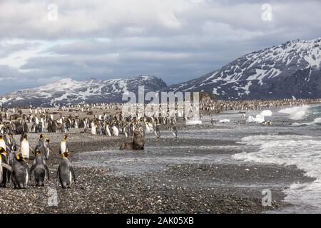 Le foche adulti e cuccioli e re pinguini sulla spiaggia a Salisbury Plain, Georgia del Sud Antartide Foto Stock