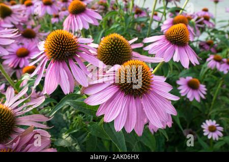 Echinacea coloratissimi fiori in un parco Foto Stock