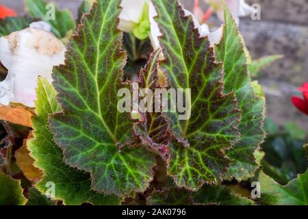 Foglie di Begonia tuberhybrida con un bellissimo mosaico Foto Stock