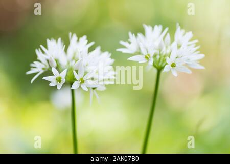 Aglio selvatico che crescono in un paese di lingua inglese giardino Foto Stock