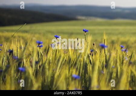 Fiori di cornfiore blu in un campo di grano - primo piano vista di spighe di corn Triticale e fiori di cornfiore blu in un campo di mais organico, backgro sfocato Foto Stock