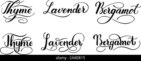 Vector scritto a mano insieme di erbe isolati su sfondo bianco. Cucina sana le erbe e le spezie per cucinare. Script brushpen lettering con fiorisce Illustrazione Vettoriale
