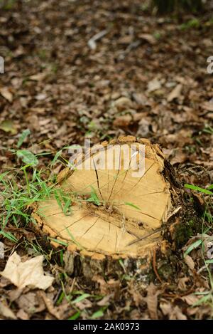 Ceppo di un albero tagliato Foto Stock