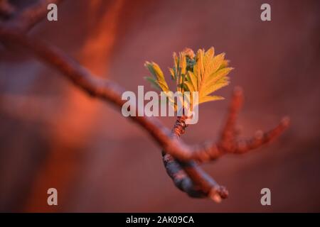 Prima molla lascia apparire su Rowan tree (Sorbus aucuparia), Isole Lofoten in Norvegia Foto Stock