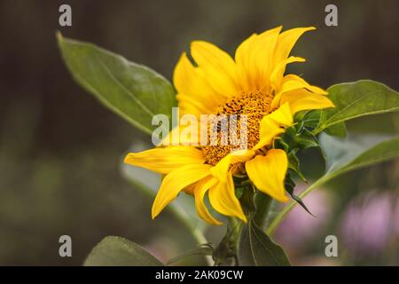 Girasole con api impollinanti, foglie verdi, in giardino Foto Stock