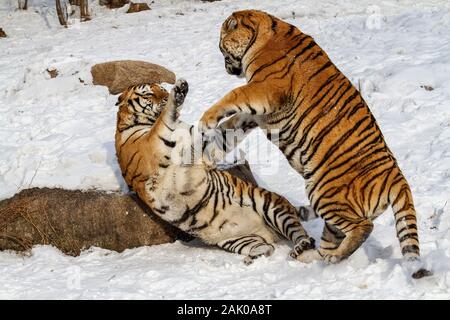 Le tigri siberiane in tiger conservation park in Hailin, Heilongjiang provincia nord-est della Cina Foto Stock