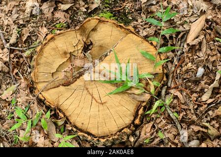 Ceppo di un albero tagliato Foto Stock