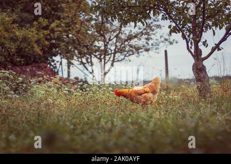 Una gallina nel giardino, erba in primo piano, alberi, recinzione e cielo sullo sfondo Foto Stock