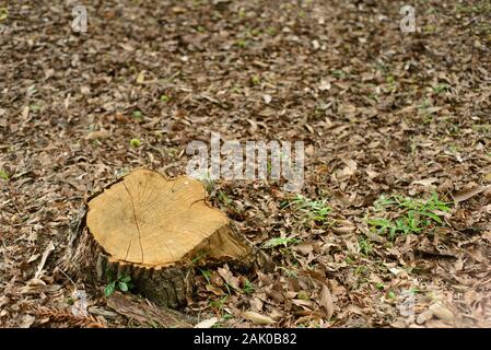 Ceppo di un albero tagliato Foto Stock