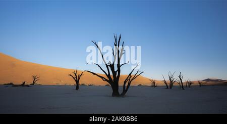 Luce del mattino sugli scheletri di alberi di acacia di Deadvlei-Sossusvlei, Namibia Foto Stock